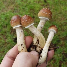 Magic Mushroom (Psilocybe cubensis)